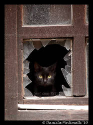 Kitty Window