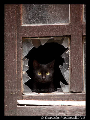 Kitty Window by TVD-Photography