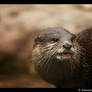 Otter: Little Teeth