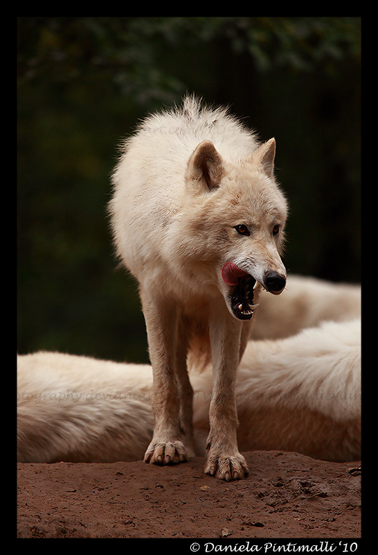 Arctic Wolf: Yummy