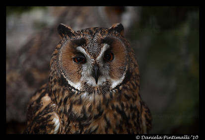 Owl: Cranky Face