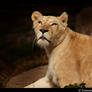 Lioness Portrait II