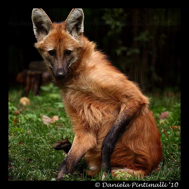 Maned Wolf II