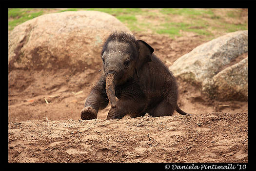 Running Baby Elephant