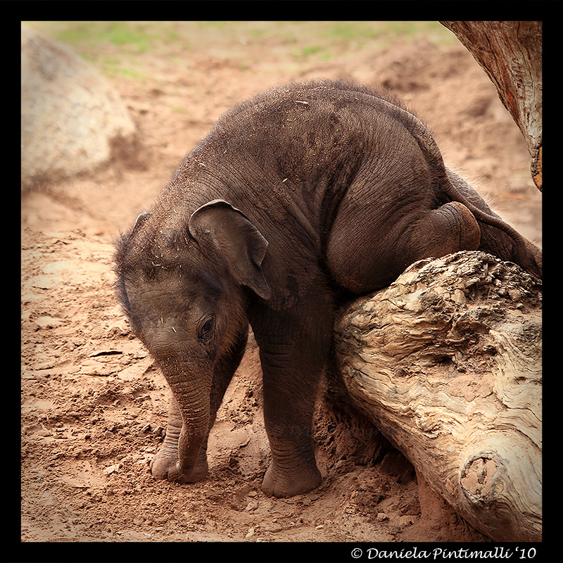 Baby Elephant Gymnastics II
