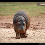Dirty Baby Hippo