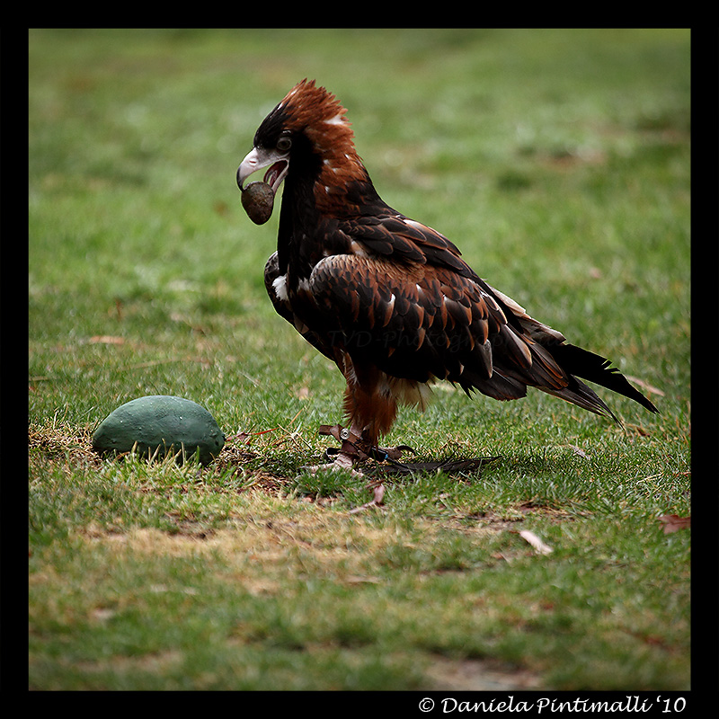 Black Breasted Buzzard V