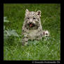 Baby Snow Leopard: Tasty V