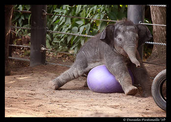 Clumsy Baby Elephant IV