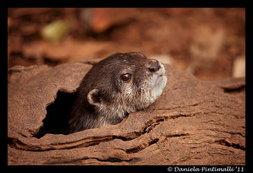Otter: Peek-a-boo