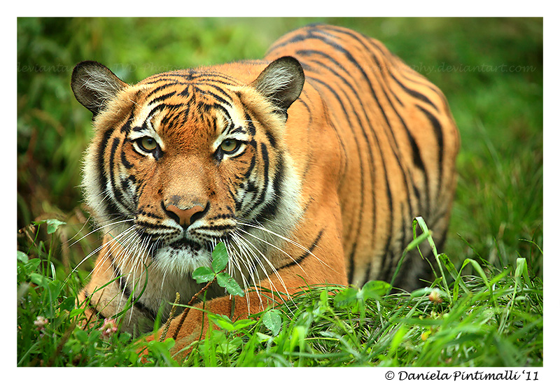 Stalking Tigress