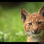 Baby Lynx