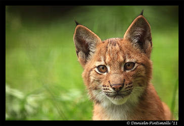 Baby Lynx