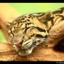 Happy Clouded Leopard