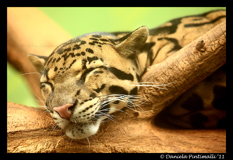 Happy Clouded Leopard