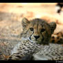 Baby Cheetah