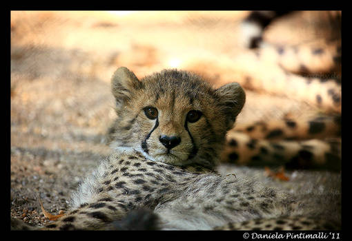 Baby Cheetah