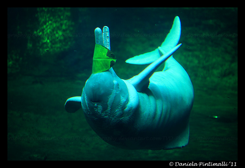 Amazonian River Dolphin