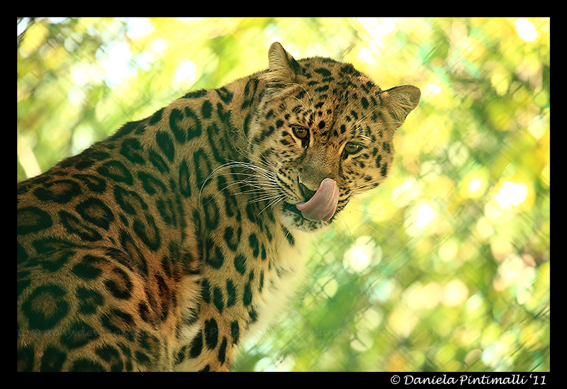 Amur Leopard