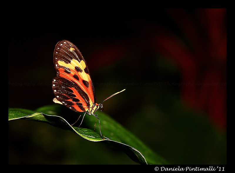 Butterfly III