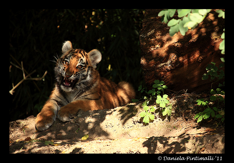 Baby Tiger: Scary Face