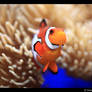 Clown Fish