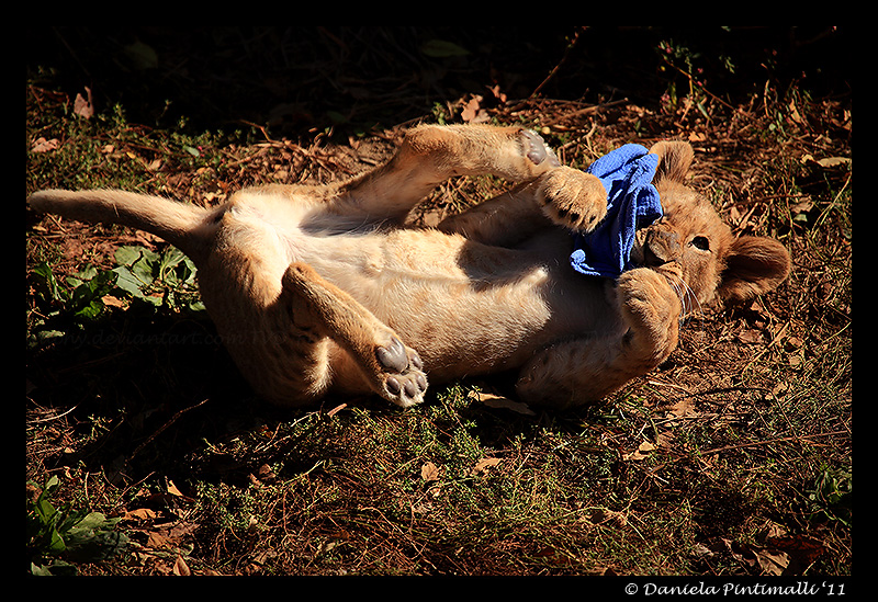 Baby Lion: Play Time