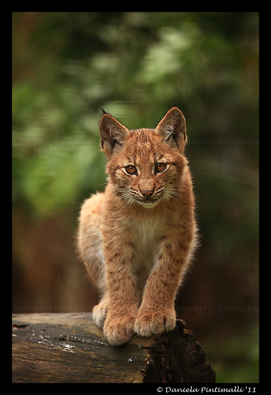 Baby Lynx II