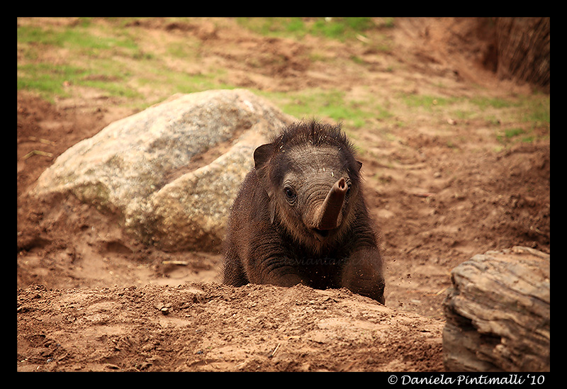 Running Baby Elephant II