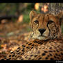 Cheetah Portrait II