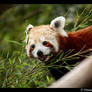 Red Panda: Cute Tongue III