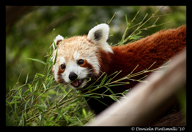 Red Panda: Cute Tongue III