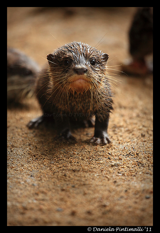 Baby Otter