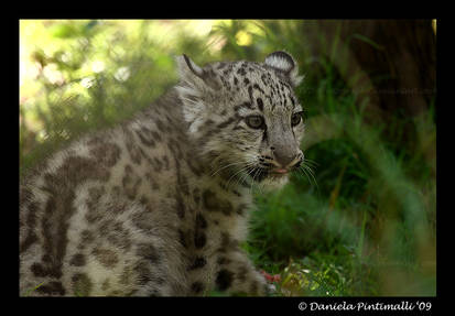 Baby Snow Leopard XI