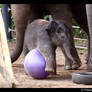 Clumsy Baby Elephant V