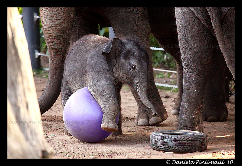 Clumsy Baby Elephant V