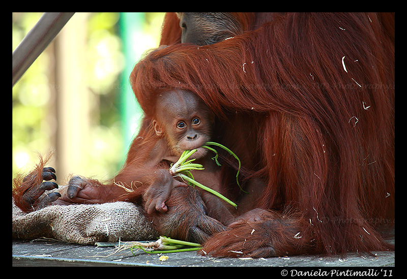 Baby Orangutan II