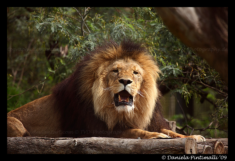 Happy Lion