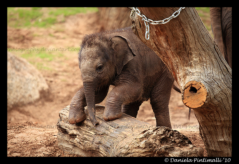 Baby Elephant Gymnastics III