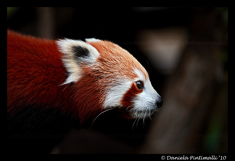 Red Panda Profile