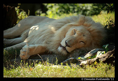 White Lion Nap