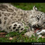 Baby Snow Leopard: Eat Meat II