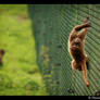 Baby Gelada