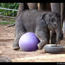 Clumsy Baby Elephant VI