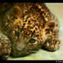 Baby Leopard