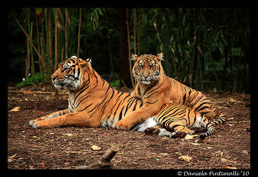 Tigers: Hug Time