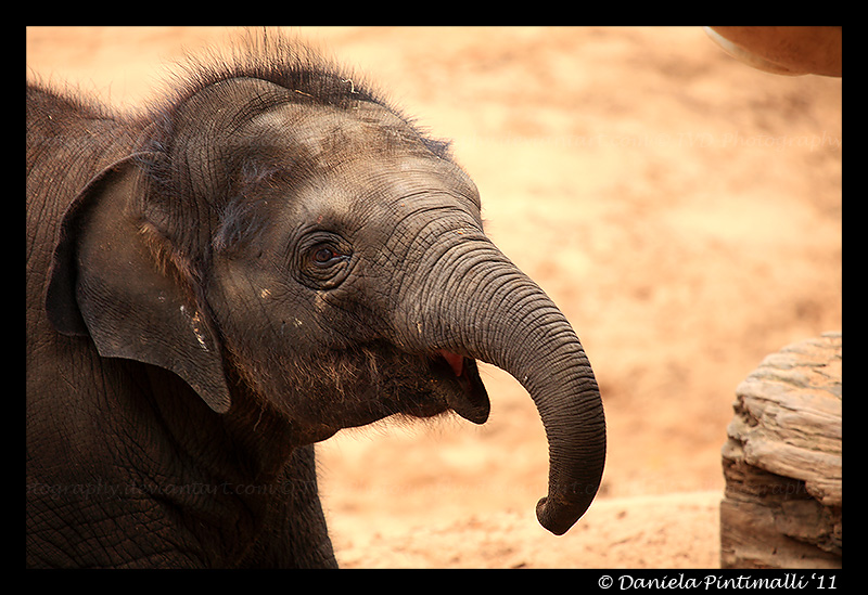 Baby Elephant Smile