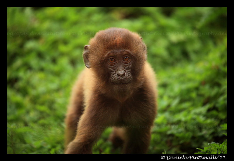 Baby Gelada II