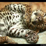 Baby Leopard II