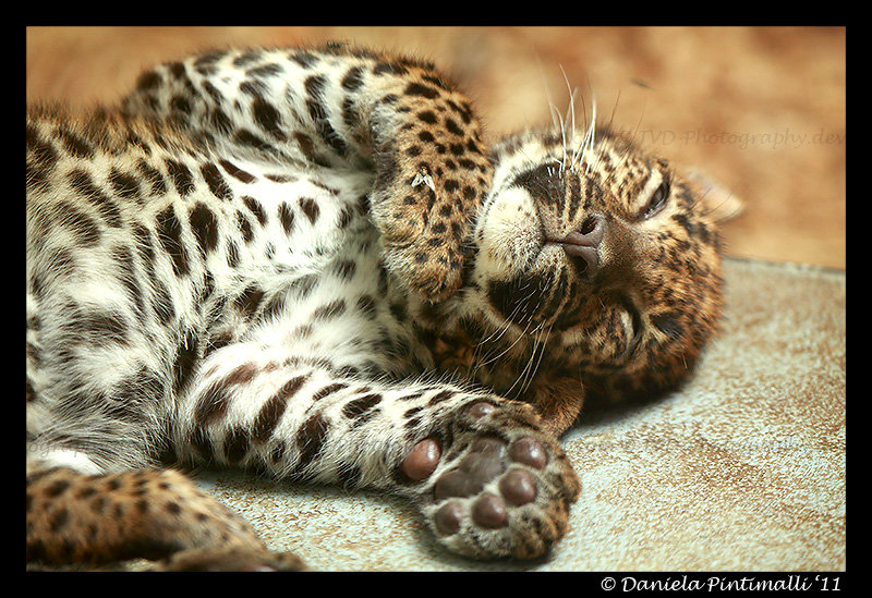 Baby Leopard II